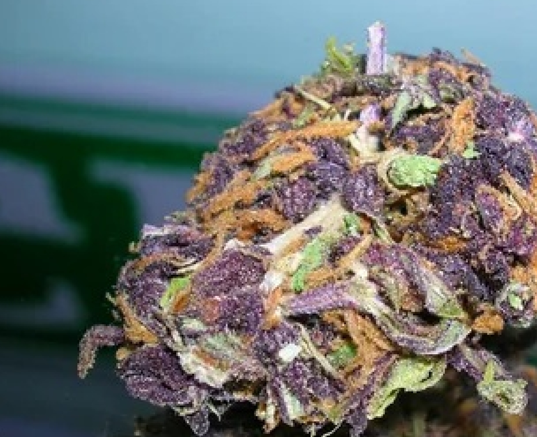 Purple Sage Marijuana Strain